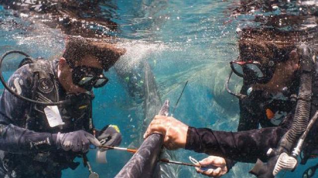 Satellite tagging. A fin-mounted satellite tag is attached to a whale shark.