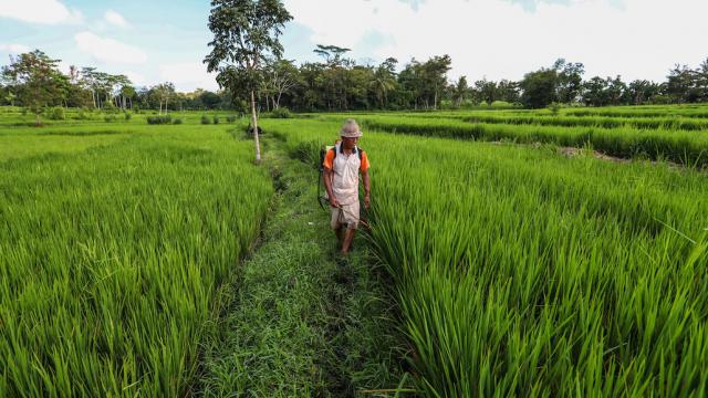 A farmer working in a rice field.