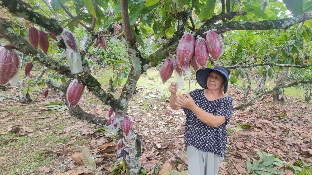 A cacao farmer who participated in the University of Southern Mindanao project. Photo credit: University of Southern Mindanao.