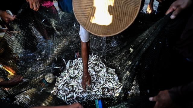 Indonesian fishermen bring in a net full of fish. Photo credit: ADB.
