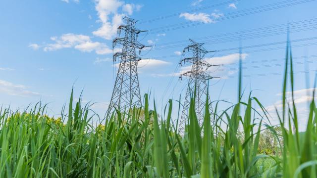 Indonesia is ramping up the production of plant-based energy as part of efforts to wean off imported fossil fuel. Photo credit: iStock/wenpu wang.