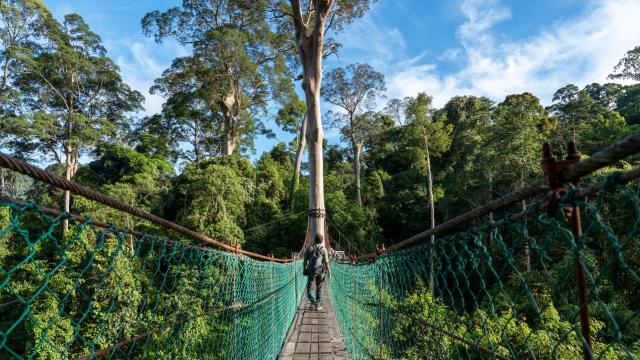 A man walking on a bridge overlooking the rainforest canopy in Borneo.
