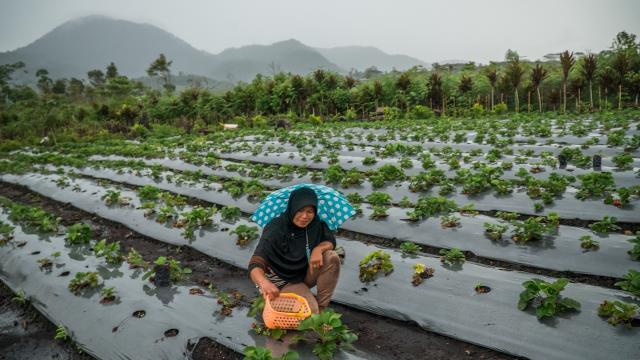 Weak infrastructure and low digital literacy are hindering ASEAN farmers from fully adopting digital technologies. Photo credit: ADB.