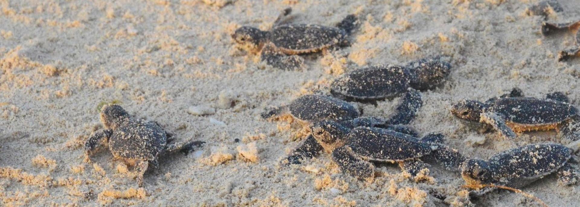 Hundreds of turtle hatchlings are released at the Turtle Islands Wildlife Sanctuary, but only a small percentage reach adulthood. Photo credit: Mindanao Development Authority.